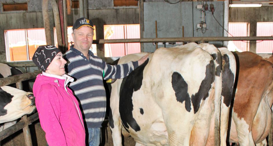 Lamminrannan resepti karjan kehittämiseen: maitoa ja siihen käypäinen utare
