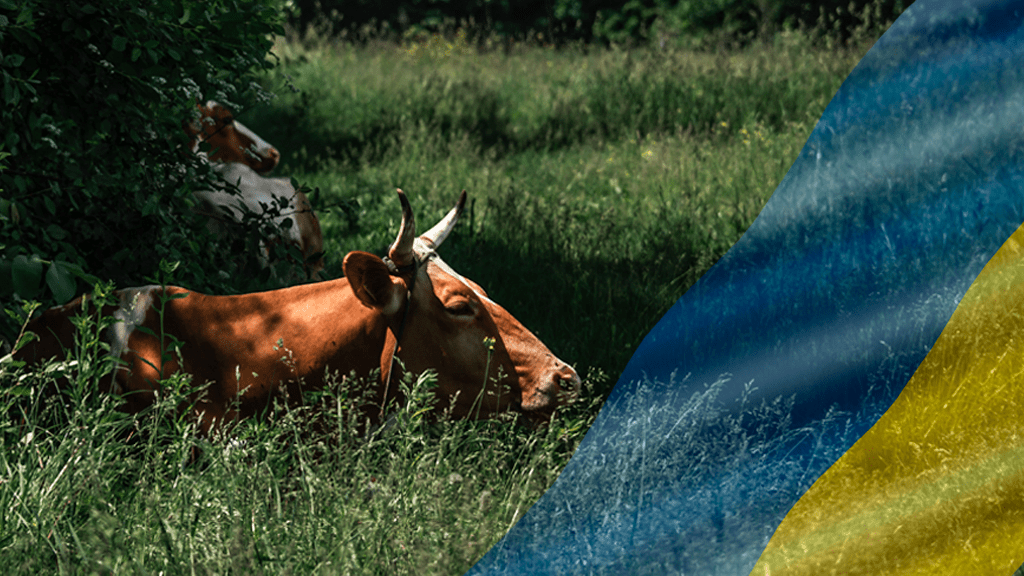 Venäjän hyökkäys Ukrainaan tuo haasteita suomalaiseen maataloustuotantoon