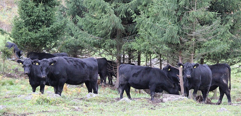 Aberdeen angus