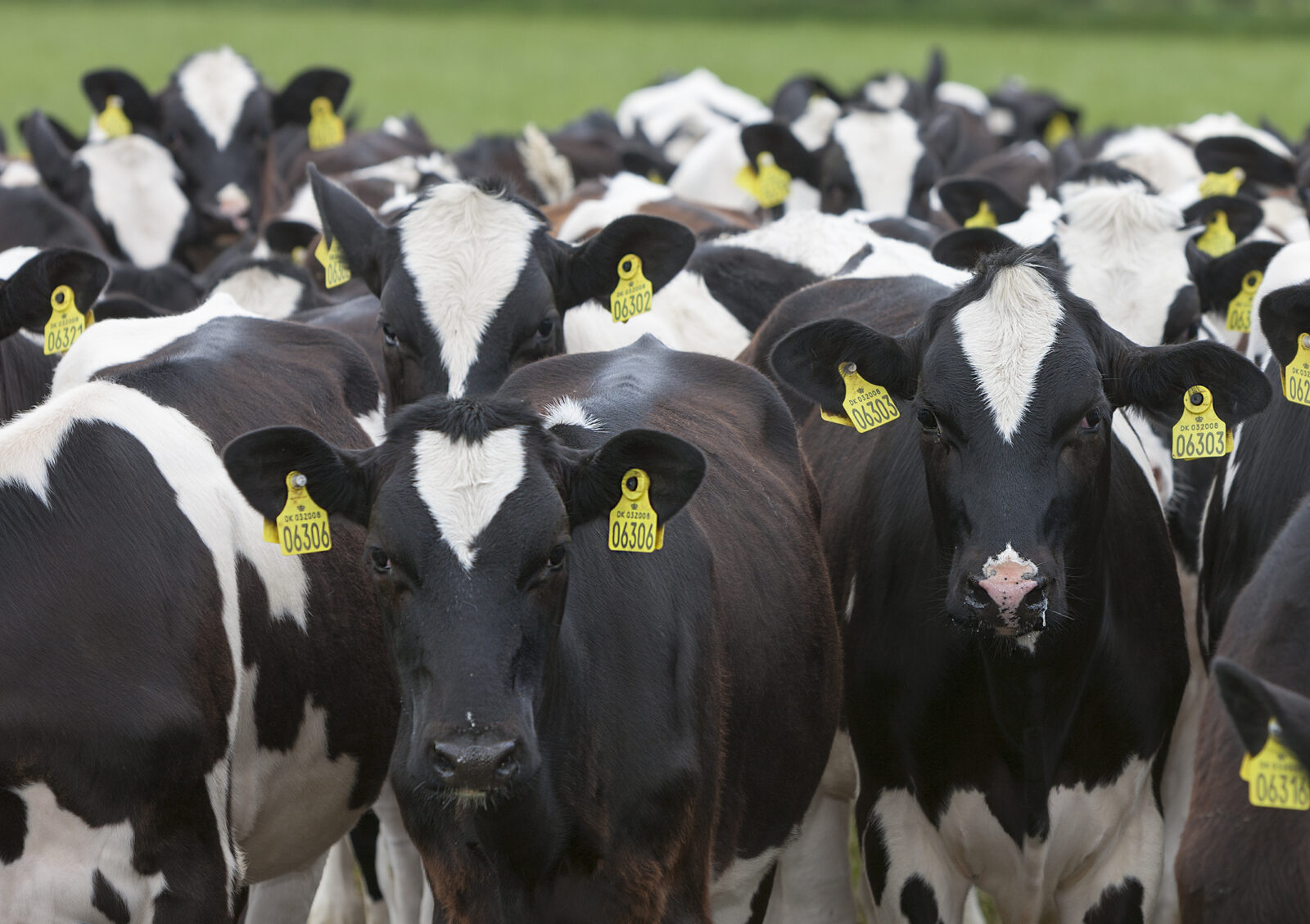 Holstein-käyttölista