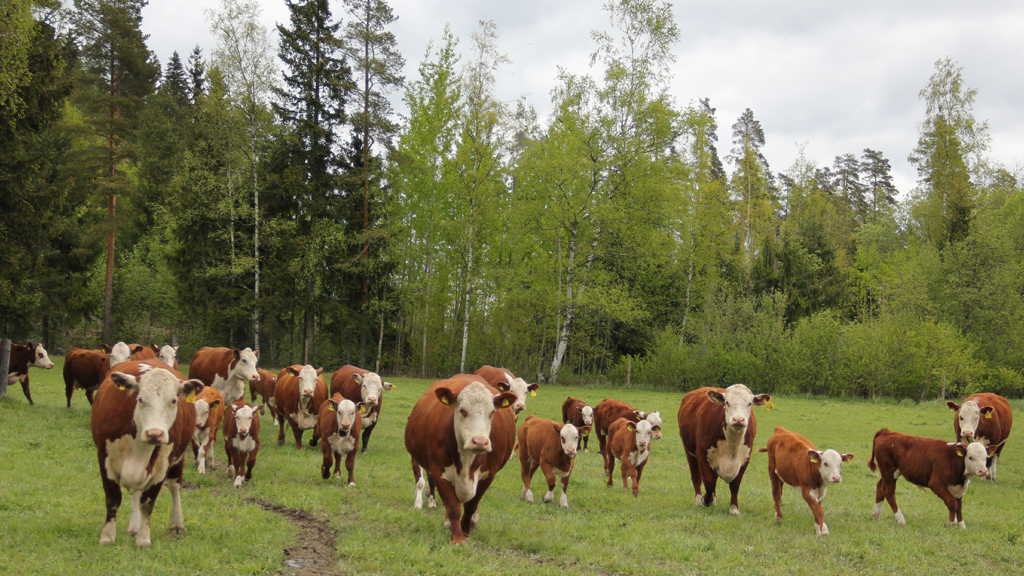 Ajankohtaista liharotujen Beefgeno-hankkeesta: millaisia eläimiä on genotyypitetty?