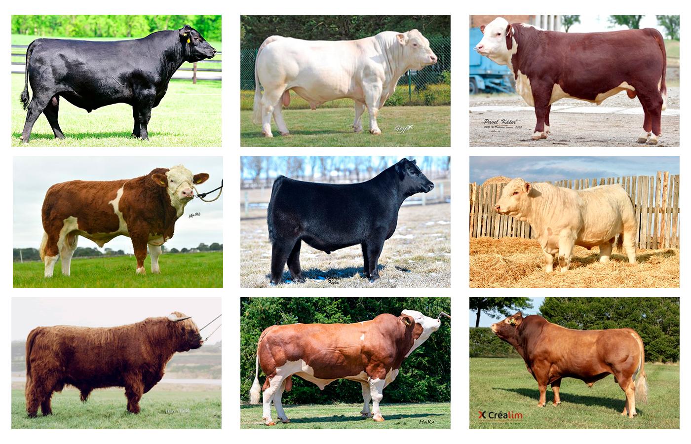 Ennakkotilattavat liharotuiset ks-sonnit 2024