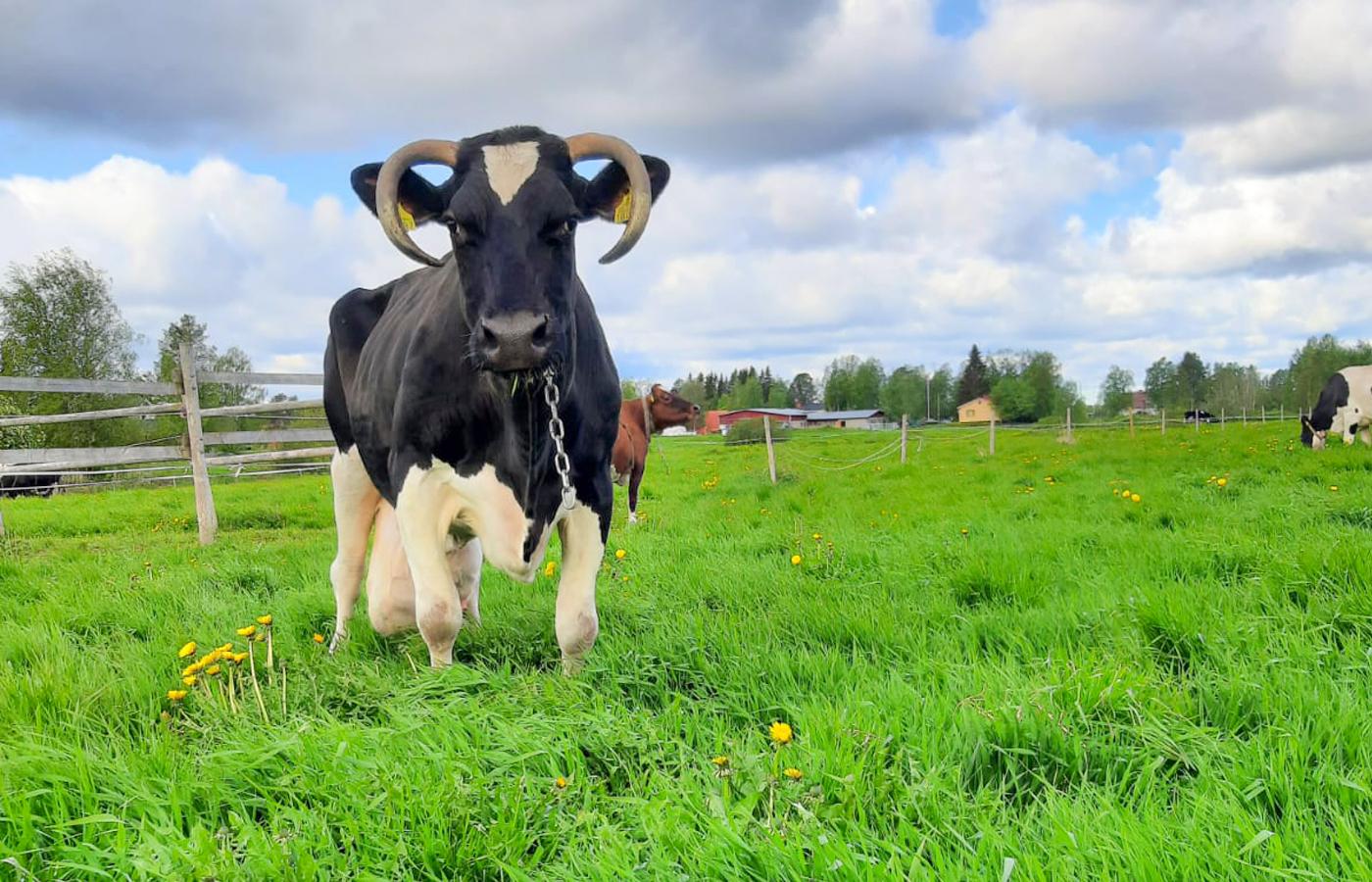 Mistä tunnet sä Ystävän?