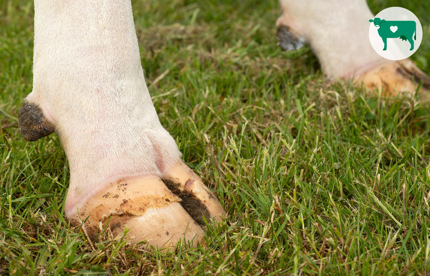 Miten suomalaisten lehmien sorkat voivat?