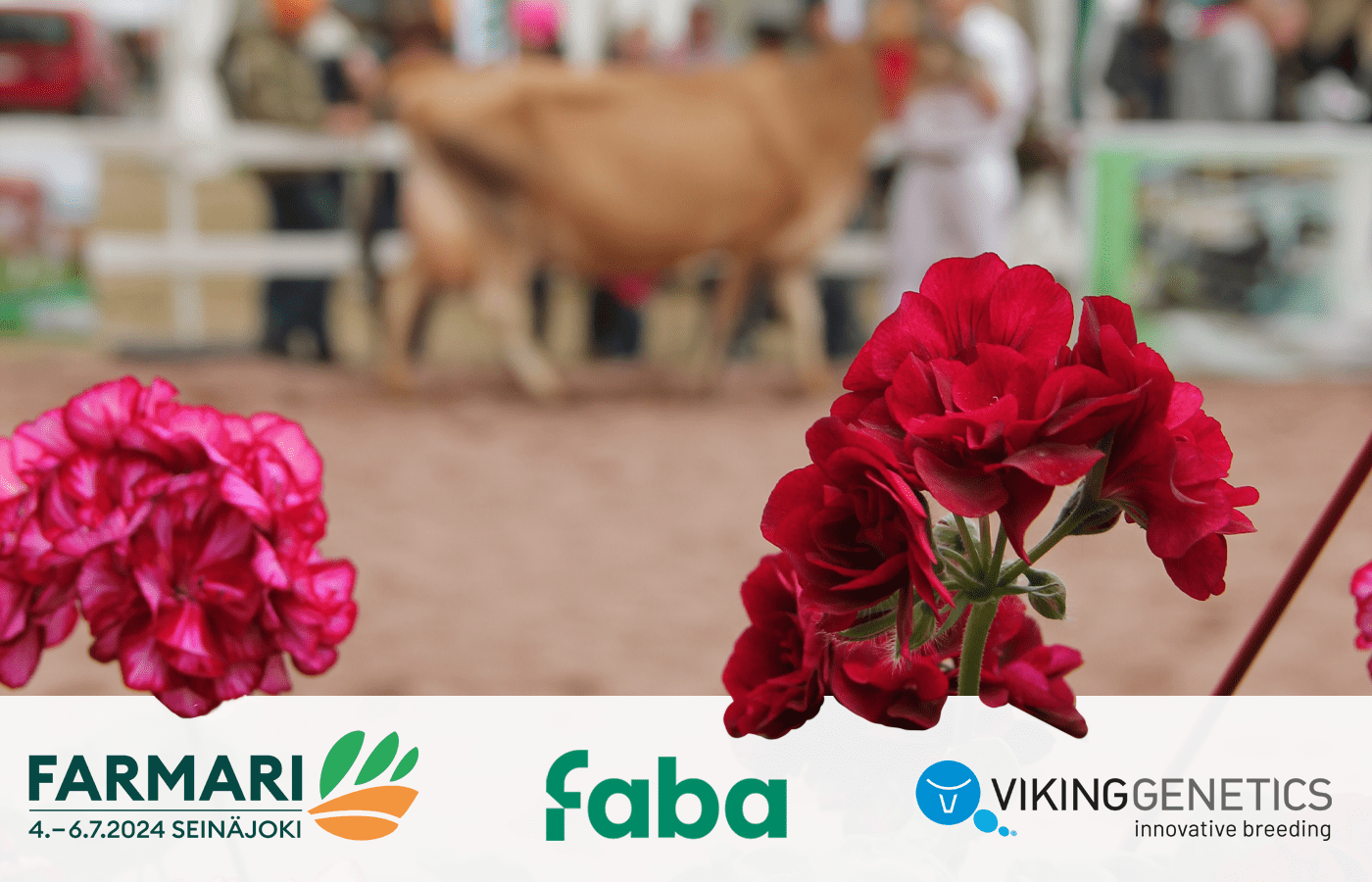 Faba tukee VG-sonnien tyttärien osallistumista Farmarin karjanäyttelyyn.