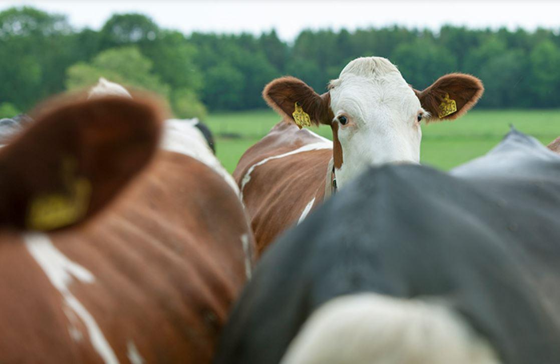 Sopiiko montbeliarde Suomeen?