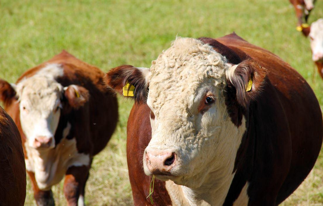 Miten varmistaa sonnin toimivuus?