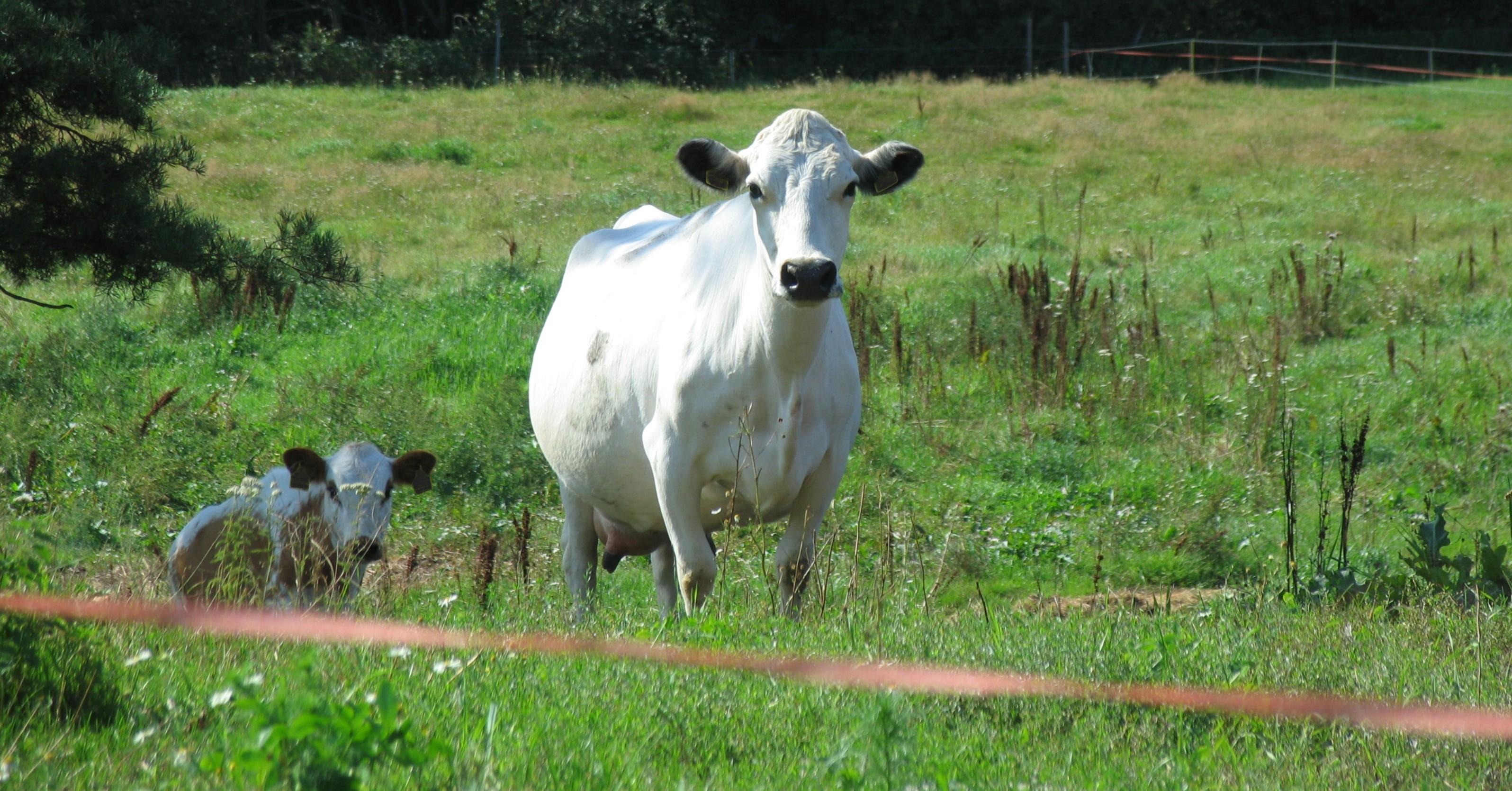 Suomenkarjatapaaminen Tervolassa 27.8.