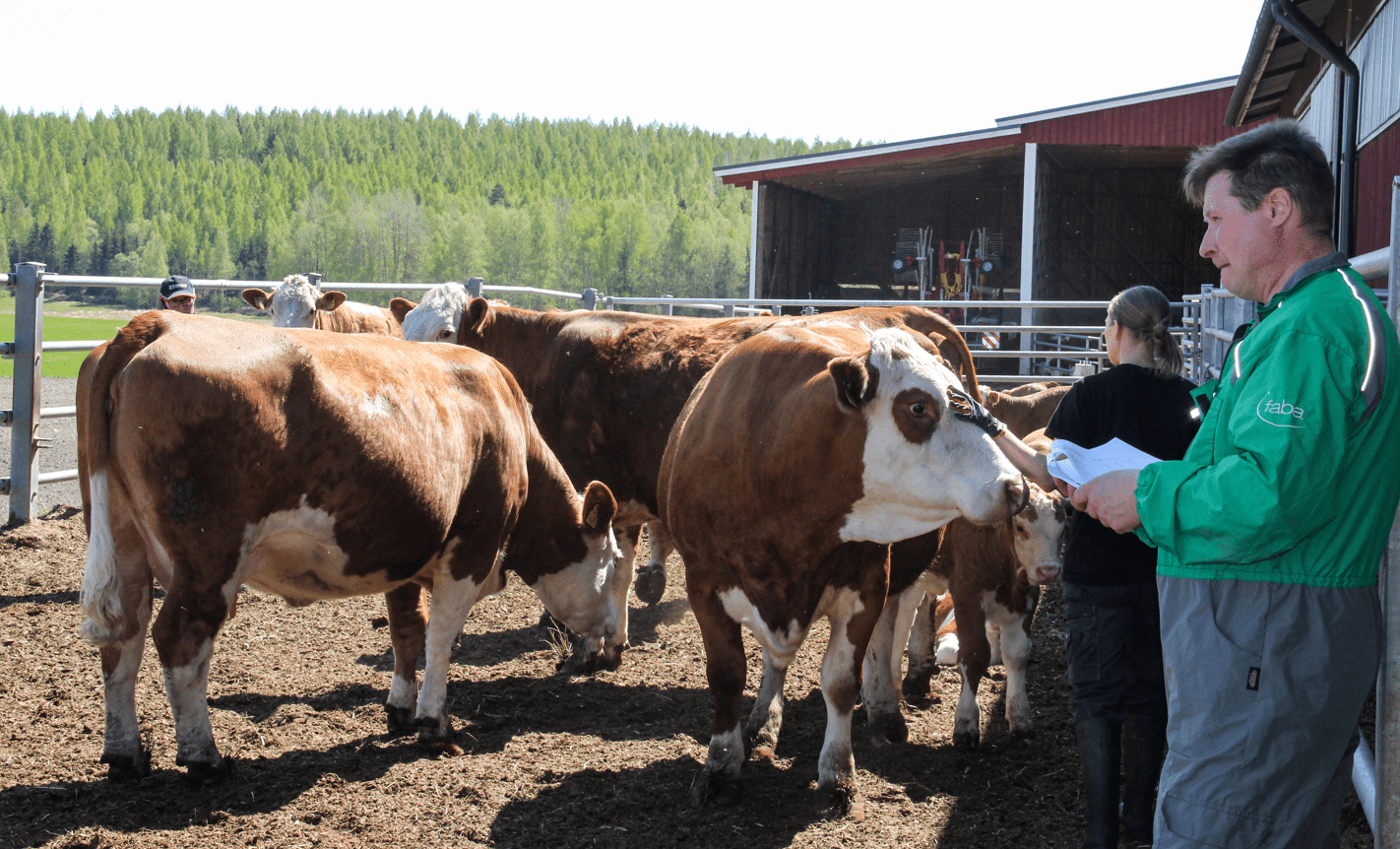 Täsmäisku emokarjan kehitykseen!