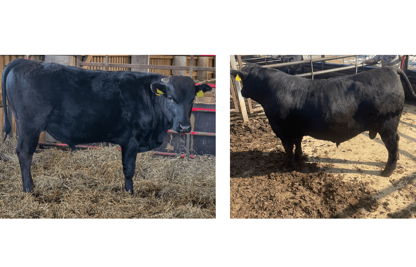 Suomesta kaksi uutta sonnia VikingGeneticsille