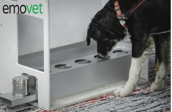 Kiimakoirakurssi 2024