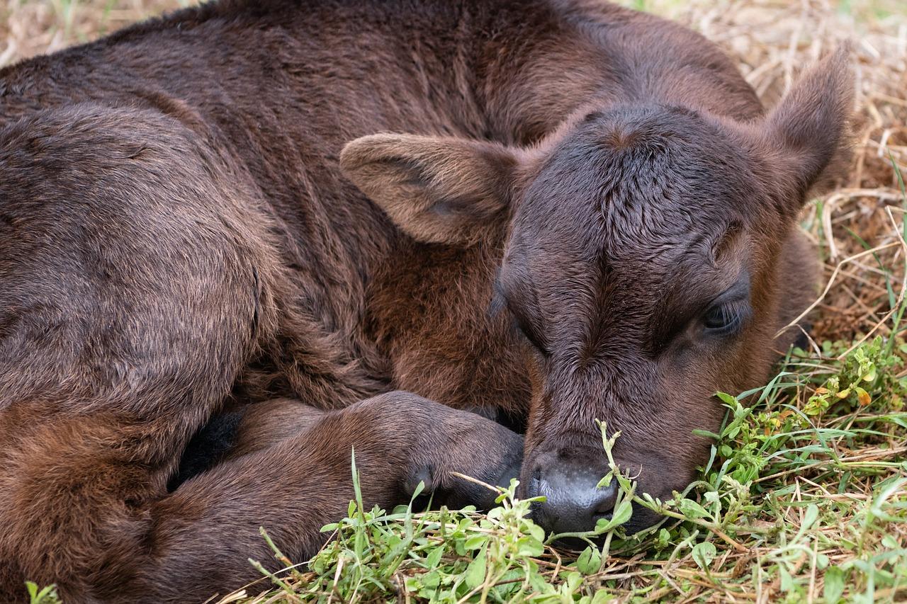 Luomisnäytteitä märehtijöistä