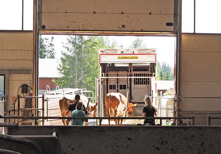 Teurastamo vai Honkajoki?