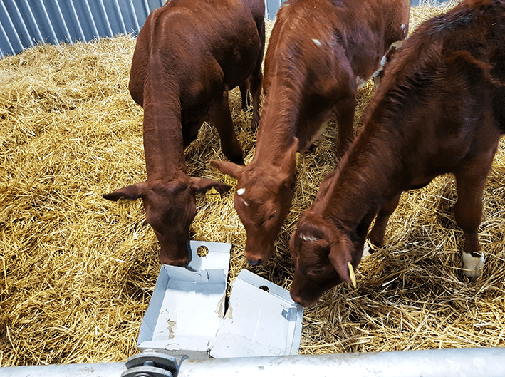 Vasikoiden ”leikkipuistolla” on monia positiivisia vaikutuksia