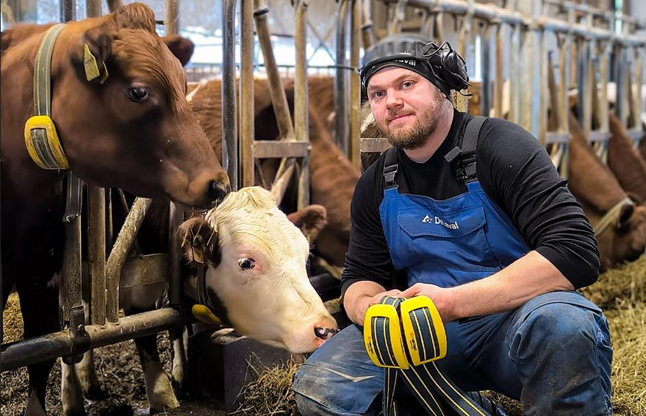 Savolaiset tumpelot kiimoja ehtimässä 