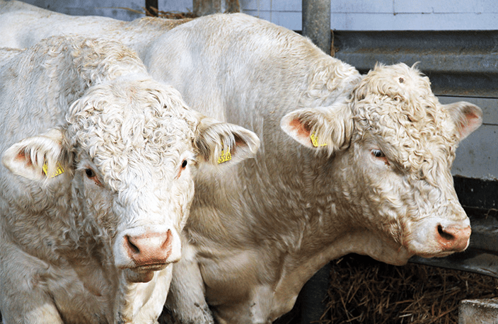 Tunnetko jo lihakarjan NAV-indeksit?