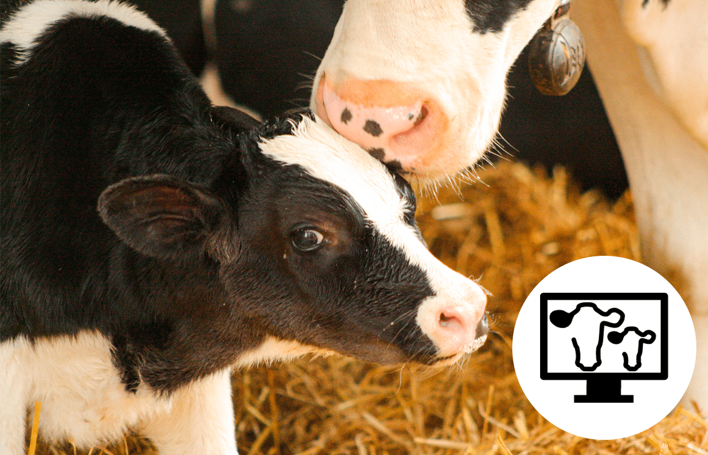 Uudistettu DigiHelmi -hedelmällisyysraportti 