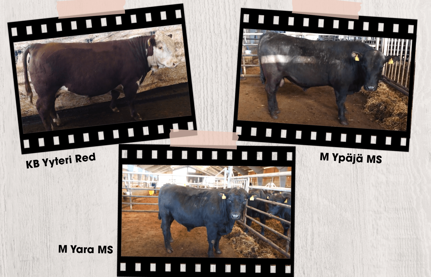 VG:lle kolme liharotuista sonnia HKFoodsin huutokaupasta