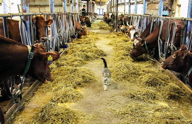 Ei ole navettakissan voittanutta