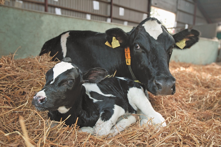 Lypsyrotujen Geno25-kiintiö täyttymässä