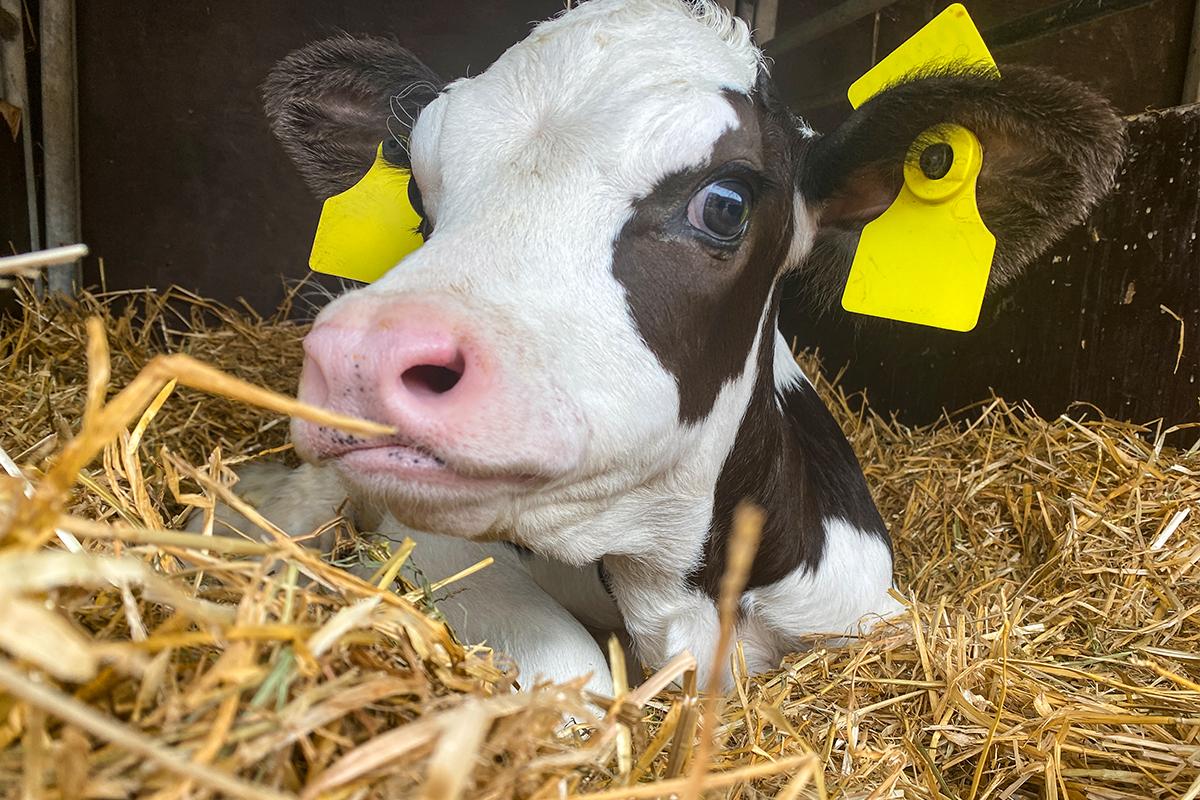 Kuvassa mustavalkoinen lehhmävasikka