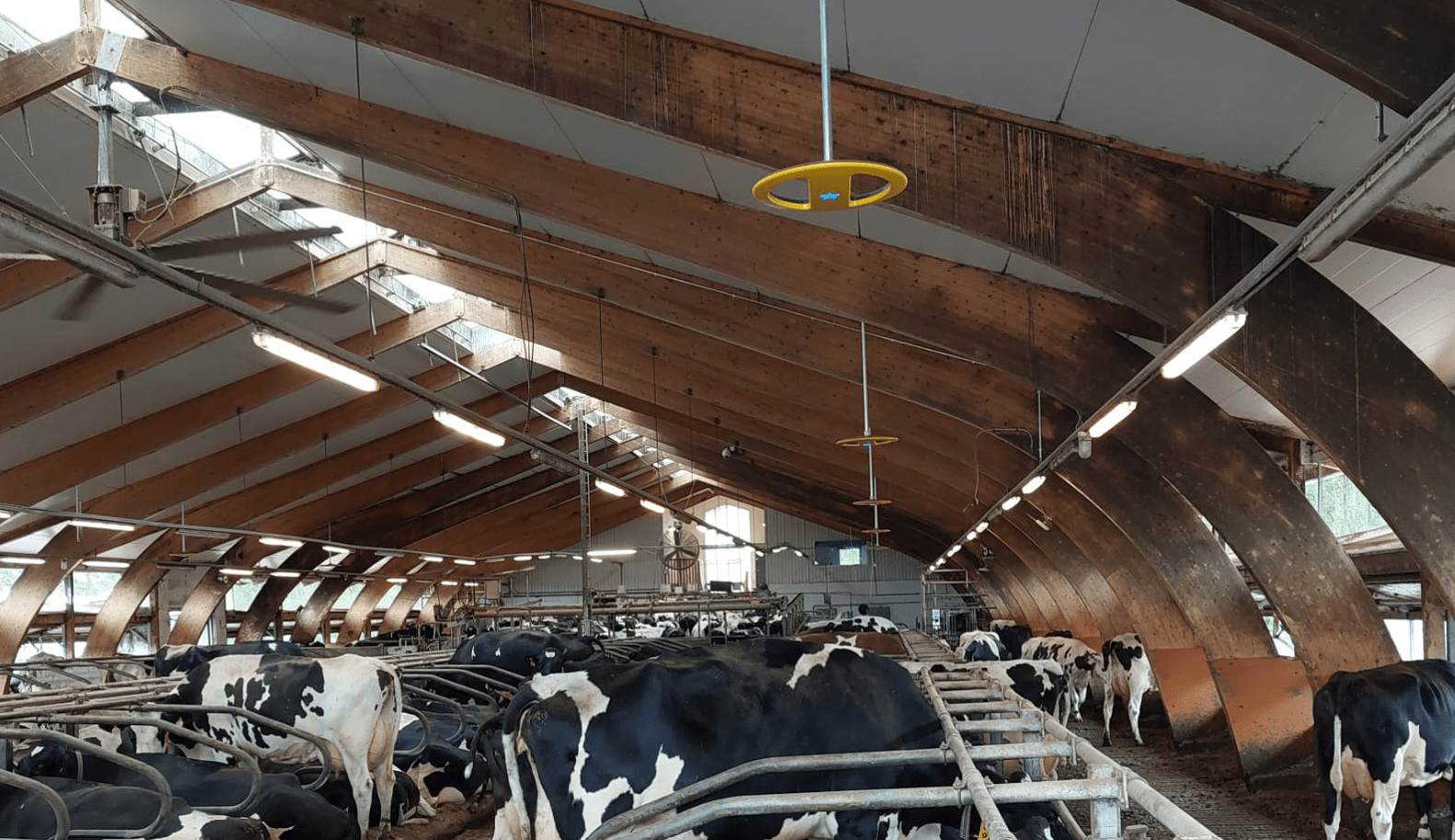 Pysy kartalla isossakin karjassa