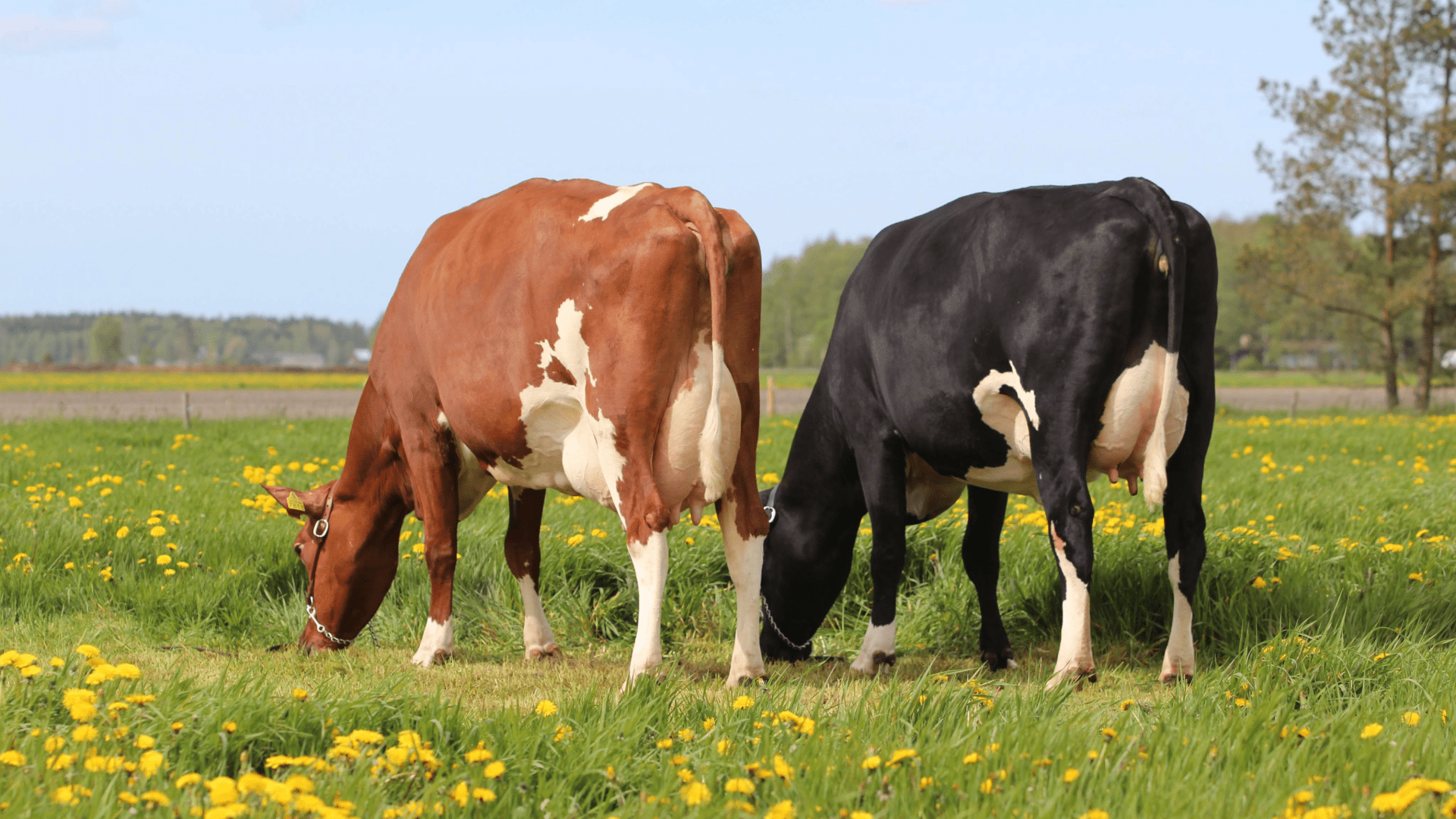 Jalostusmenetelmät kehittyvät – suunta päätetään yhdessä