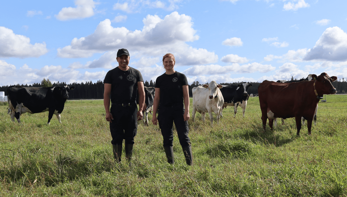 Kankaan maidon strategia toimii