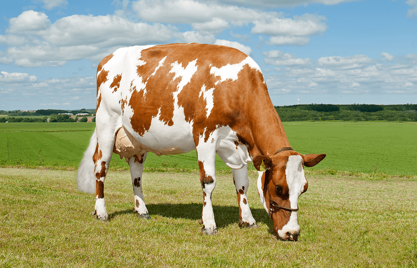 Säästetyt eurot ovat ayrshiren vahvuus