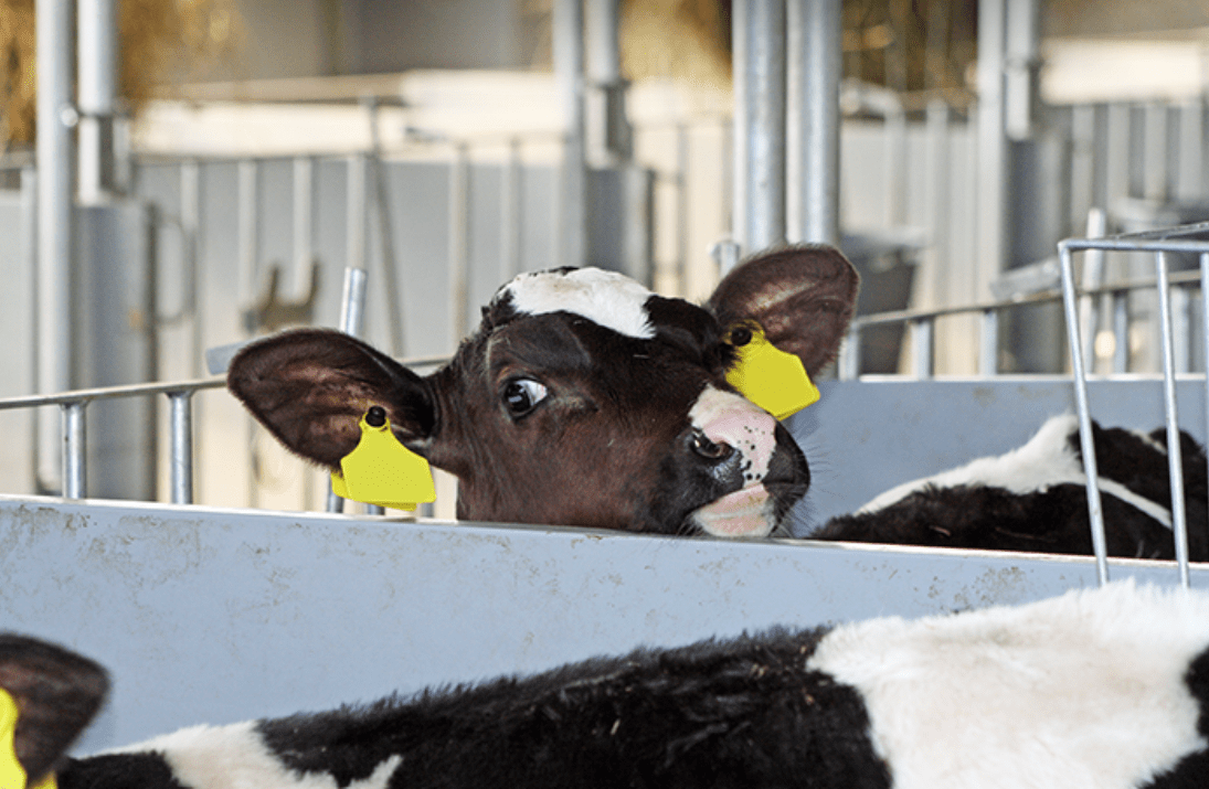 Krypto ei esteenä lomitukselle