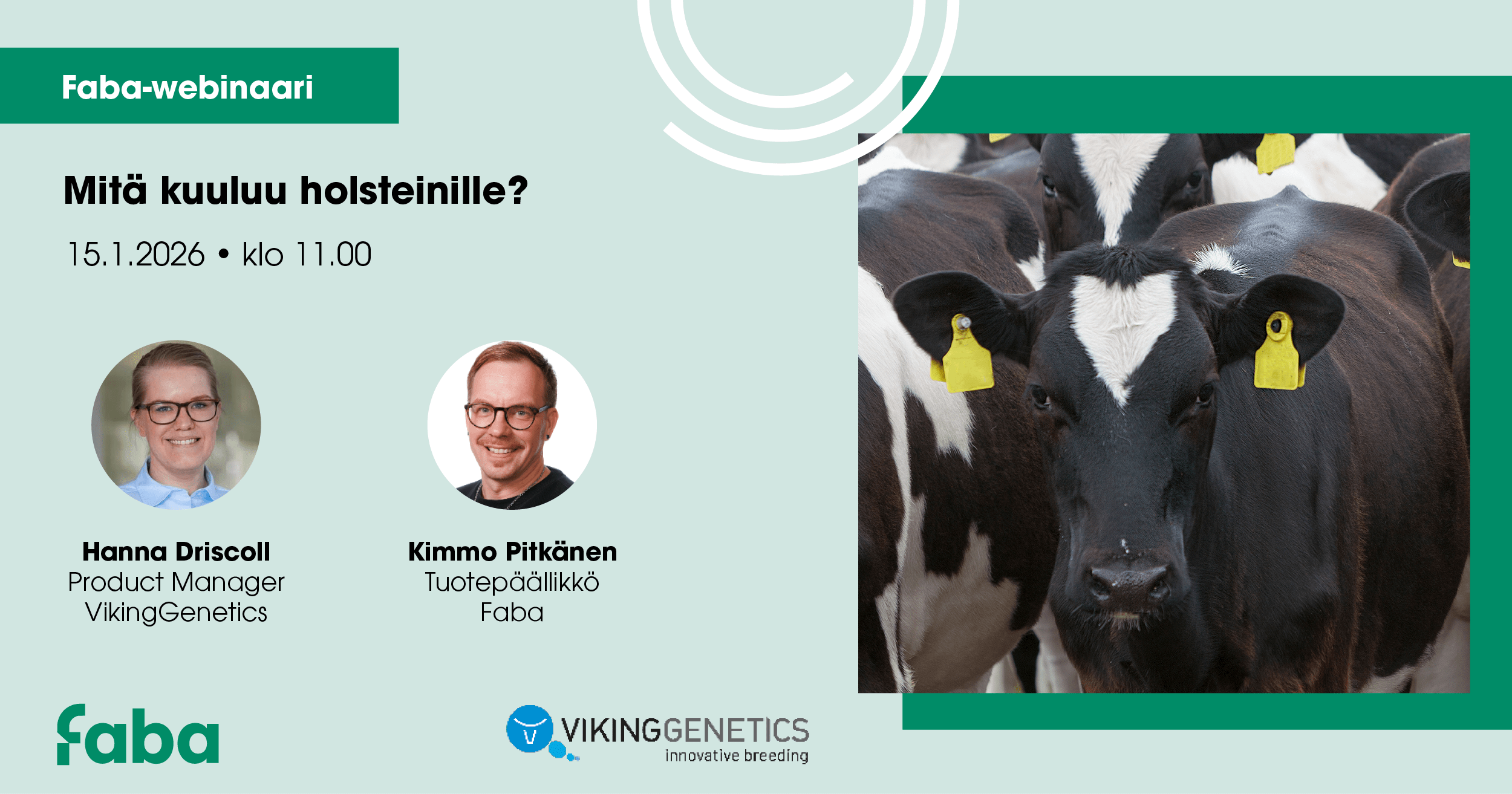 Mitä kuuluu holsteinille?