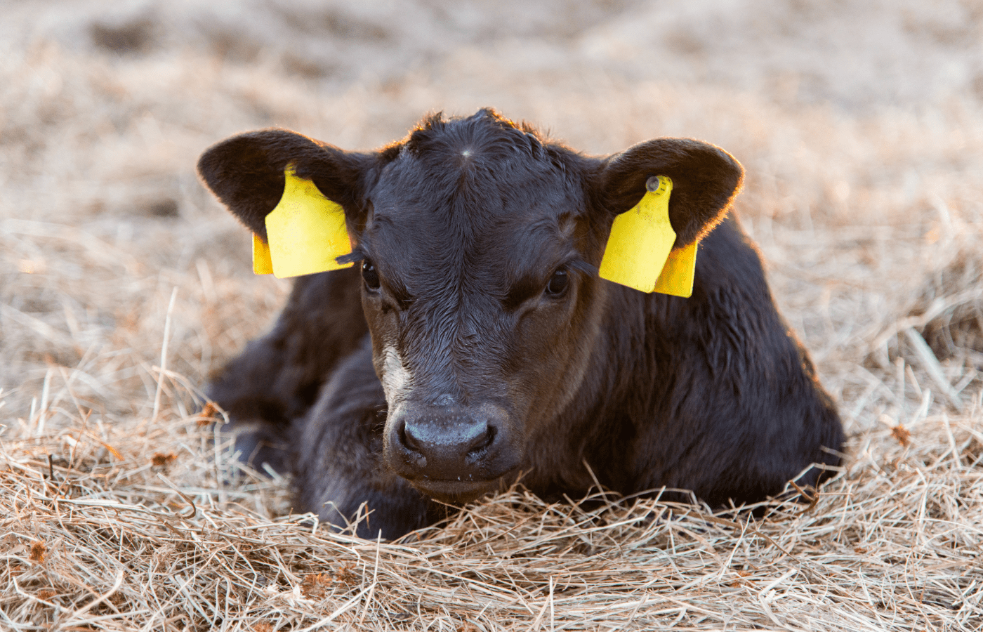 Alkiot toimivat erittäin hyvin emotiloilla!