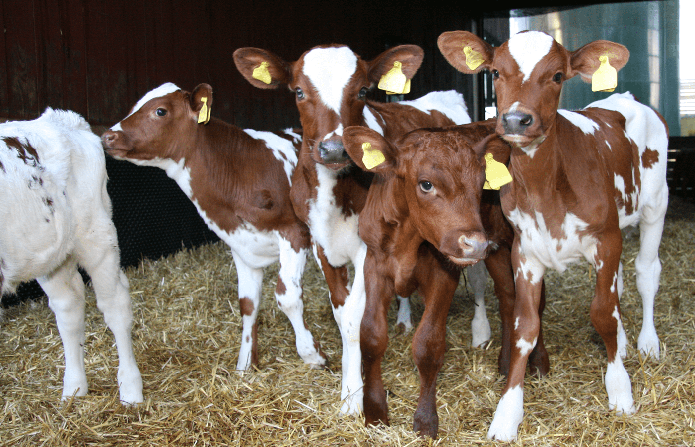 Uusi FabaGenTilaus-palvelu on julkaistu!