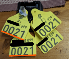 Korvamerkkituotannossa mahdollinen virhe – tarkista korvamerkit!