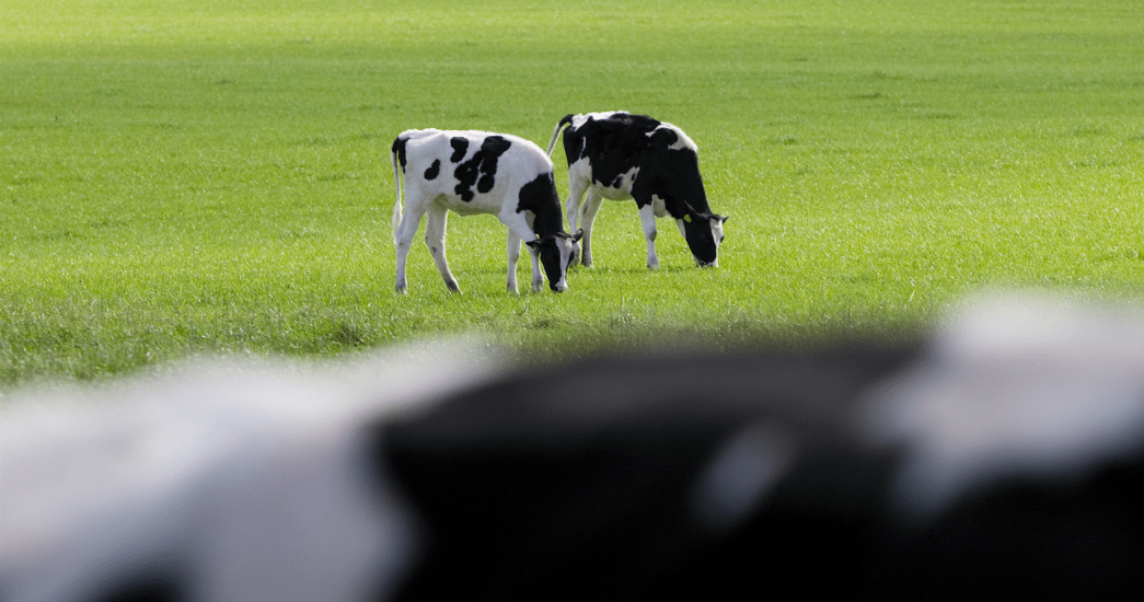 Könssorterad sperma – praktiska erfarenheter på finländska gårdar